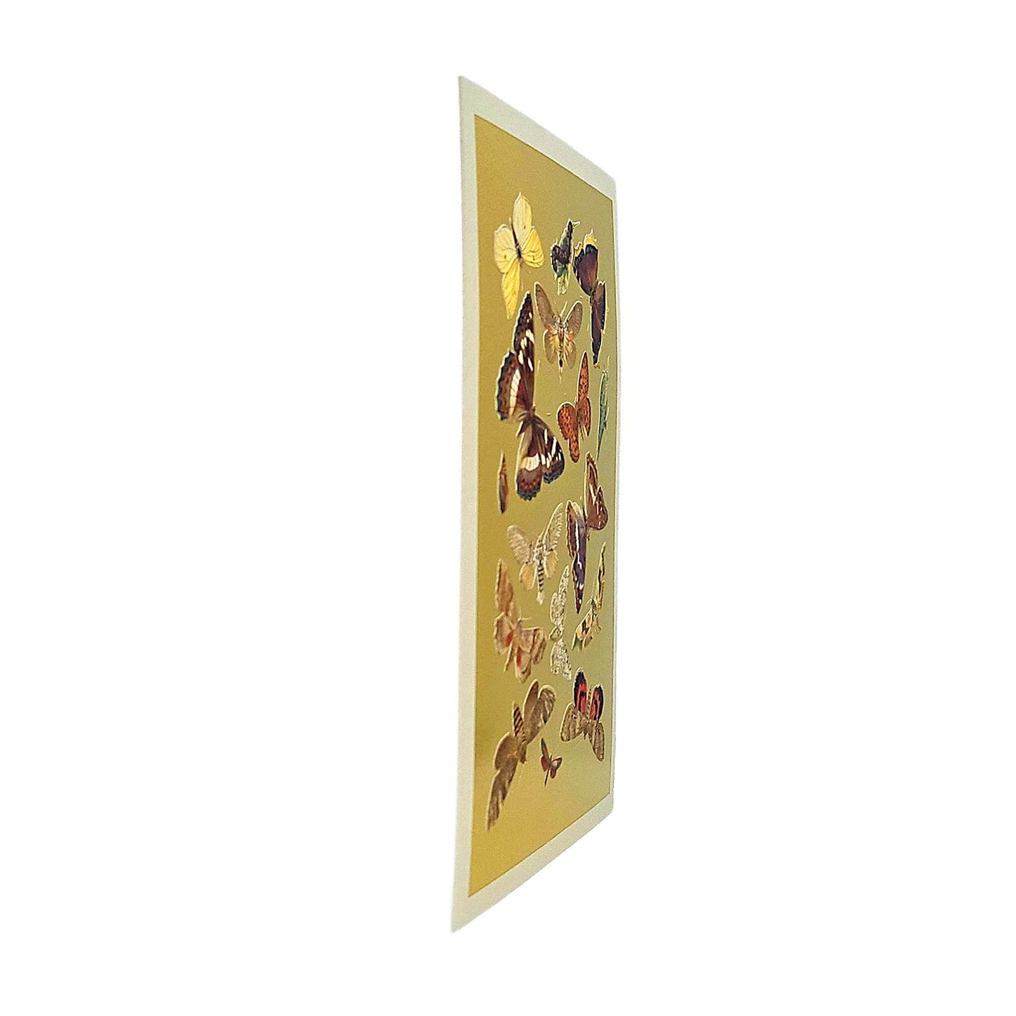 Lepidoptera Moths & Butterflies Gold Foiled Art Card