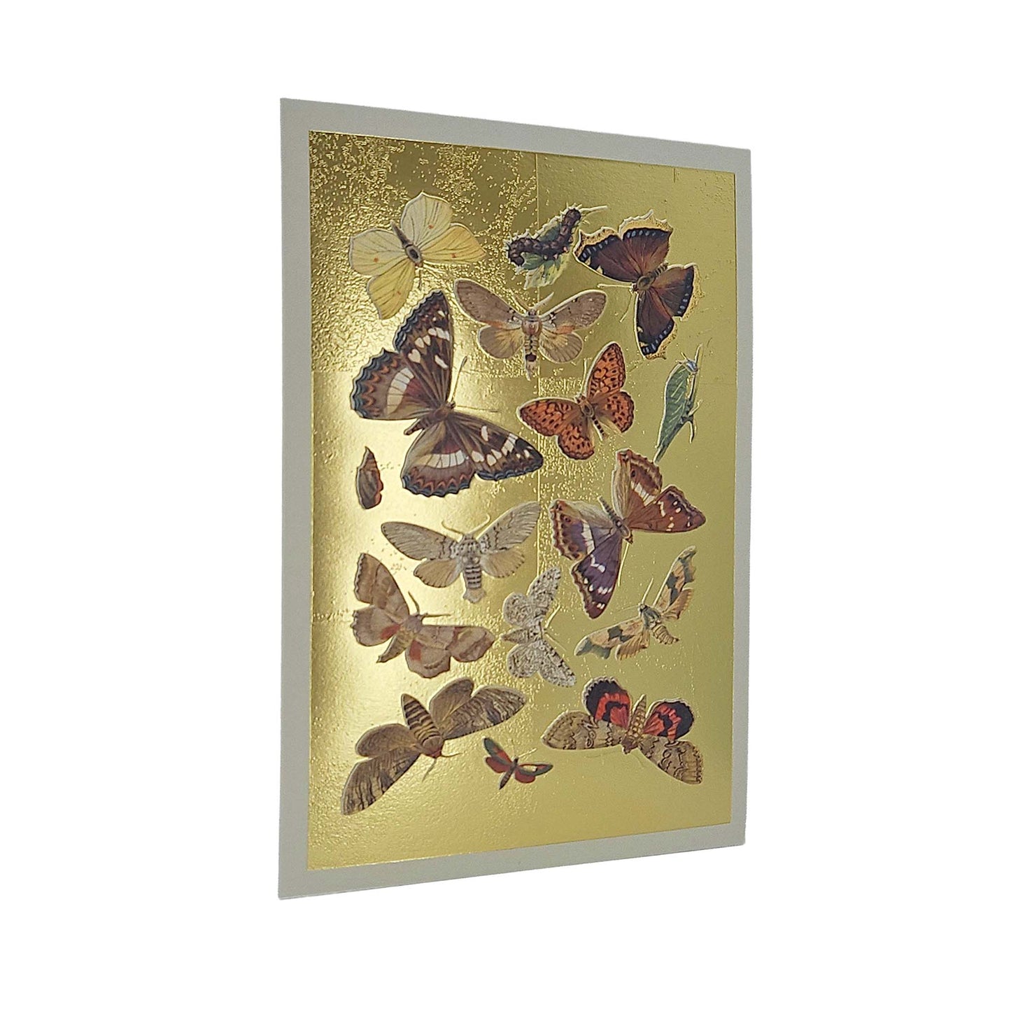 Lepidoptera Moths & Butterflies Gold Foiled Art Card