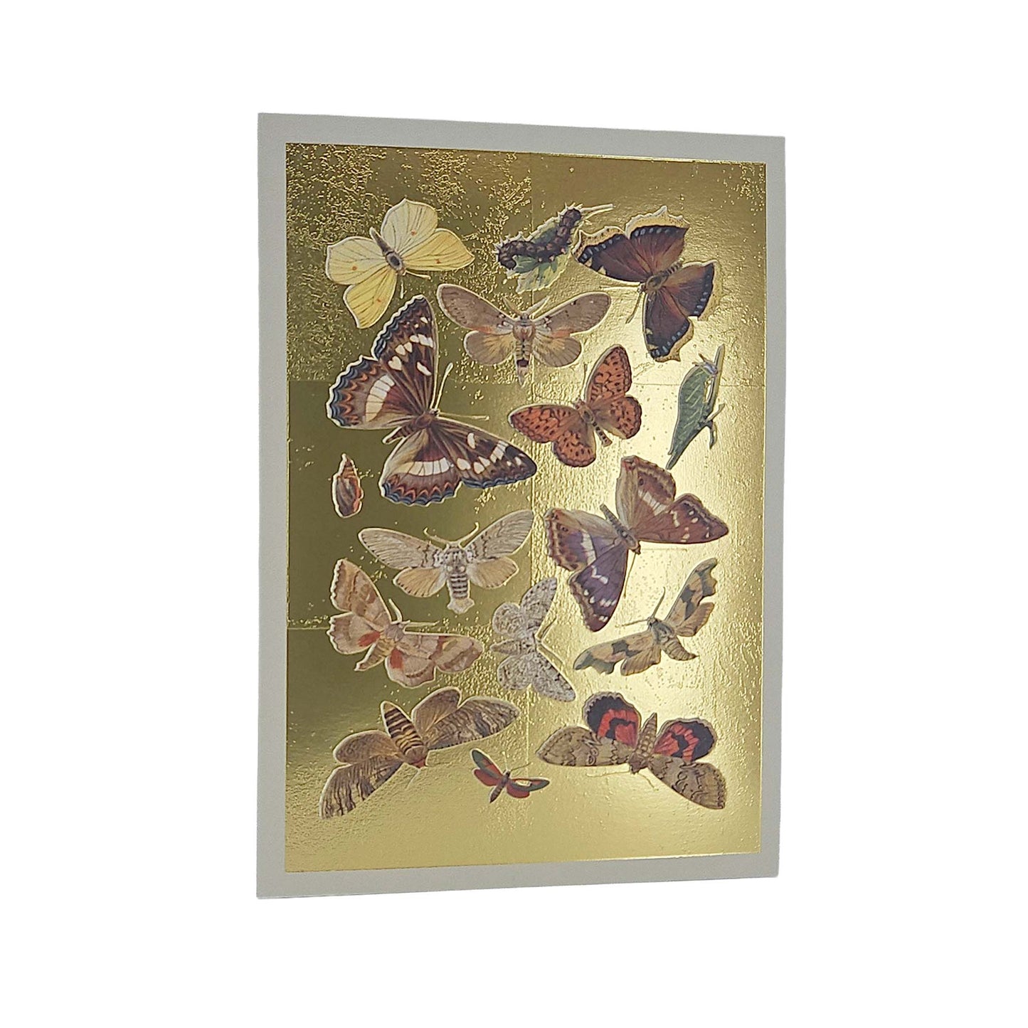 Lepidoptera Moths & Butterflies Gold Foiled Art Card