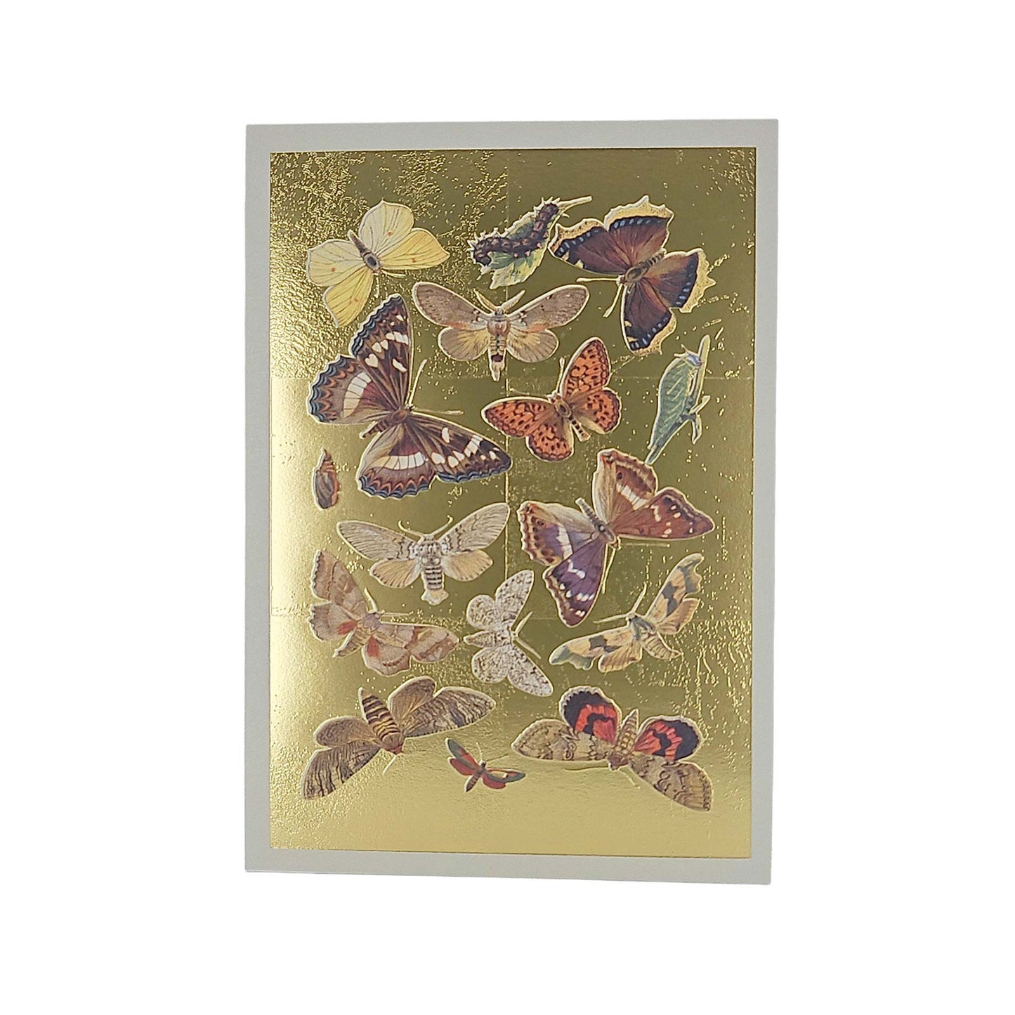 Lepidoptera Moths & Butterflies Gold Foiled Art Card