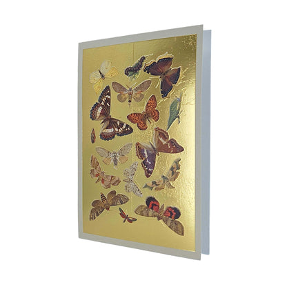 Lepidoptera Moths & Butterflies Gold Foiled Art Card