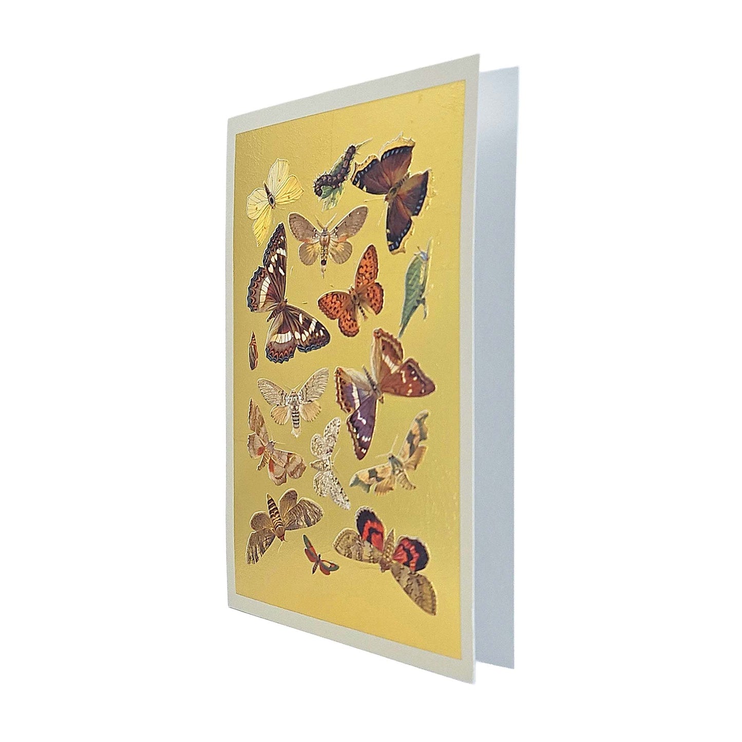 Lepidoptera Moths & Butterflies Gold Foiled Art Card
