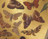 Lepidoptera Moths & Butterflies Gold Foiled Art Card